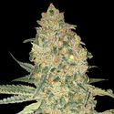 Bruce Banner (Advanced Seeds) feminizowane
