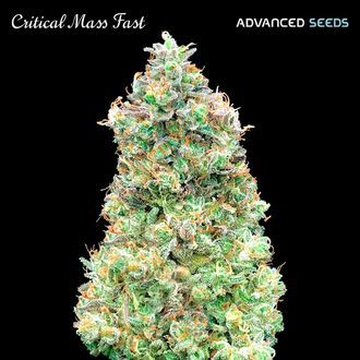 Critical Mass Fast (Advanced Seeds) feminizowane