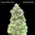 Critical Mass Fast (Advanced Seeds) feminizowane