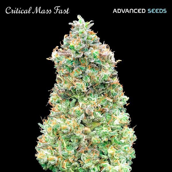 Critical Mass Fast (Advanced Seeds) feminizowane