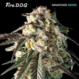 Fire DOG (Advanced Seeds) feminizowane