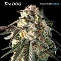 Fire DOG (Advanced Seeds) feminizowane
