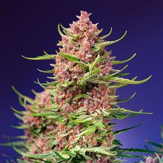 Strawberry Cola Sherbet F1 Fast Version (Sweet Seeds) feminizowane