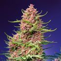 Strawberry Cola Sherbet F1 Fast Version (Sweet Seeds) feminizowane