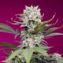 Sweet Mandarine Zkittlez XL Automat (Sweet Seeds) feminizowane
