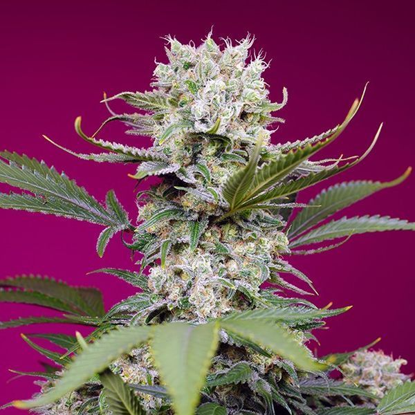 Sweet Mandarine Zkittlez XL Automat (Sweet Seeds) feminizowane