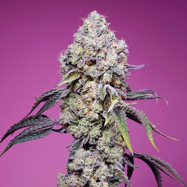 Sweet Mandarine Zkittlez F1 Fast Version (Sweet Seeds) feminizowane