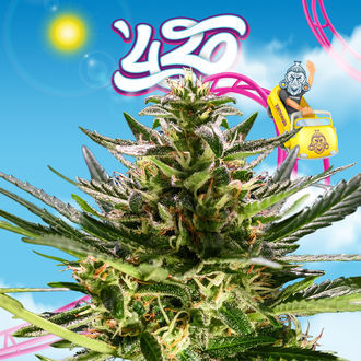 Rollercoaster Haze (Zamnesia Seeds) feminizowane