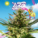 Rollercoaster Haze (Zamnesia Seeds) feminizowane