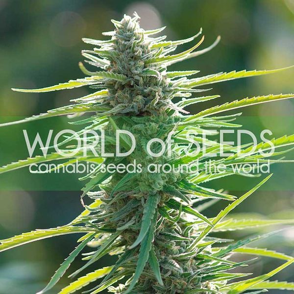 Colombian Gold (World of Seeds) feminizowane