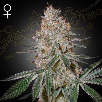 HighCloudZ (Greenhouse Seeds) feminizowane