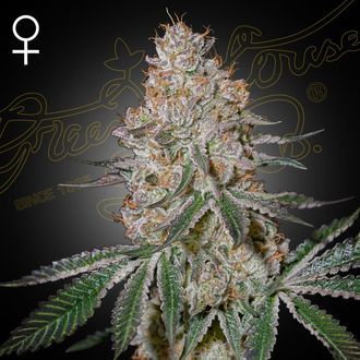 HighCloudZ (Greenhouse Seeds) feminizowane