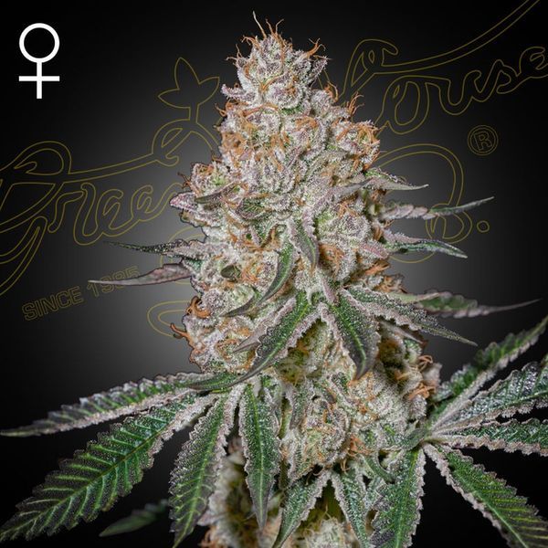 HighCloudZ (Greenhouse Seeds) feminizowane