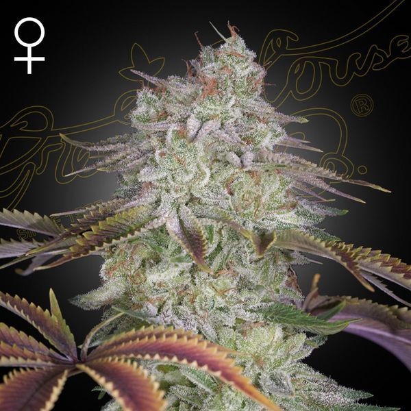 AlienZ (Greenhouse Seeds) feminizowane