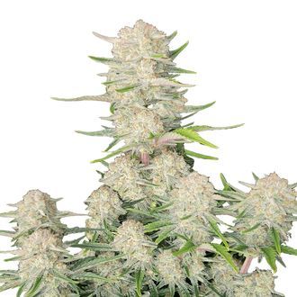 Apricot Automat (FastBuds) feminizowane