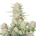 Apricot Automat (FastBuds) feminizowane