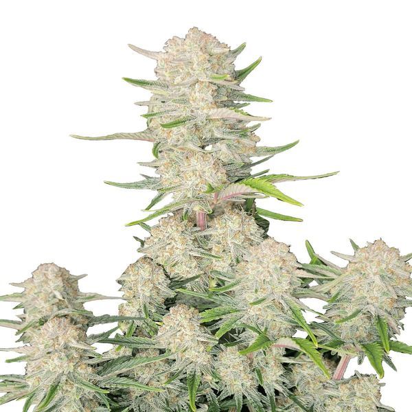 Apricot Automat (FastBuds) feminizowane