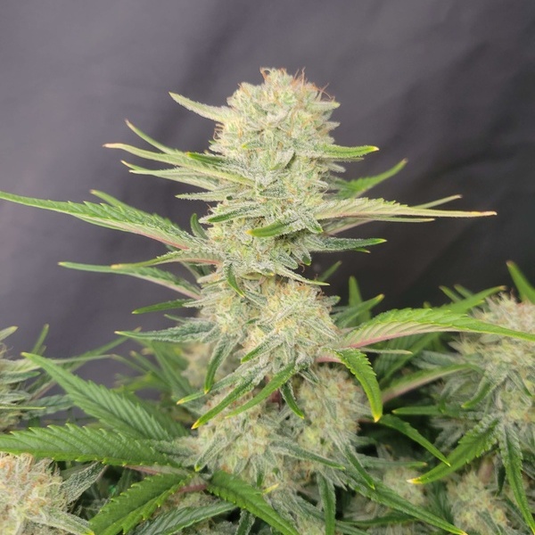 Apricot Automat (FastBuds) feminizowane