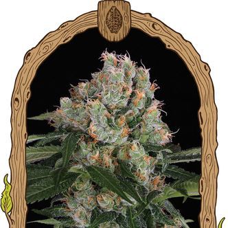 Artic Flurry (Exotic Seed) feminizowane