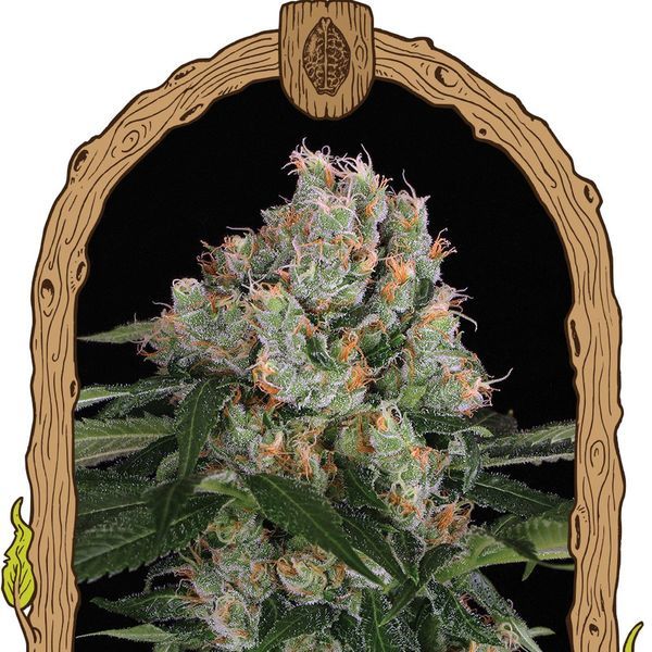 Artic Flurry (Exotic Seed) feminizowane