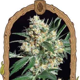 Honey Mints (Exotic Seed) feminizowane