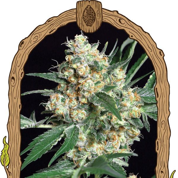 Honey Mints (Exotic Seed) feminizowane