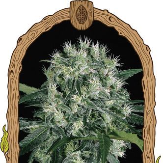 Pink Hokkaido (Exotic Seed) feminizowane