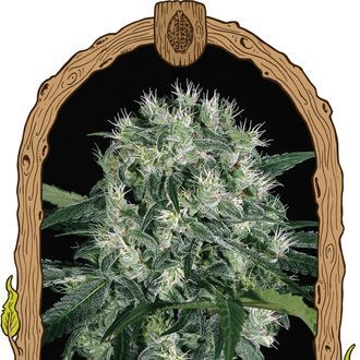 Pink Hokkaido (Exotic Seed) feminizowane