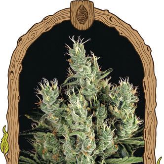 Tangerine Band (Exotic Seed) feminizowane