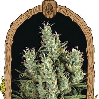 Tangerine Band (Exotic Seed) feminizowane