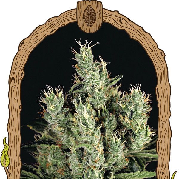 Tangerine Band (Exotic Seed) feminizowane