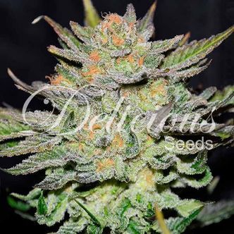 Blue Ace CBD Automat (Delicious Seeds) feminizowane