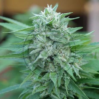 Moby Delicious (Delicious Seeds) feminizowane