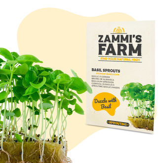 Kiełki bazylii (Ocimum basilicum) – nasiona