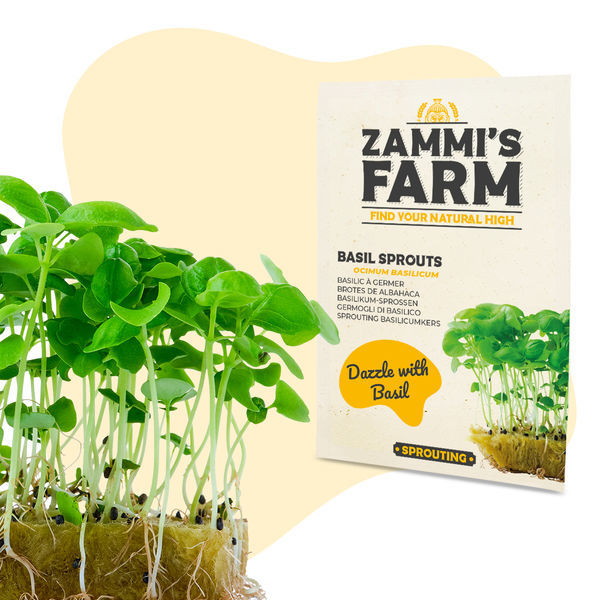 Kiełki bazylii (Ocimum basilicum) – nasiona