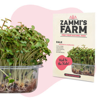 Mikrolistki jarmużu (Brassica oleracea) – nasiona