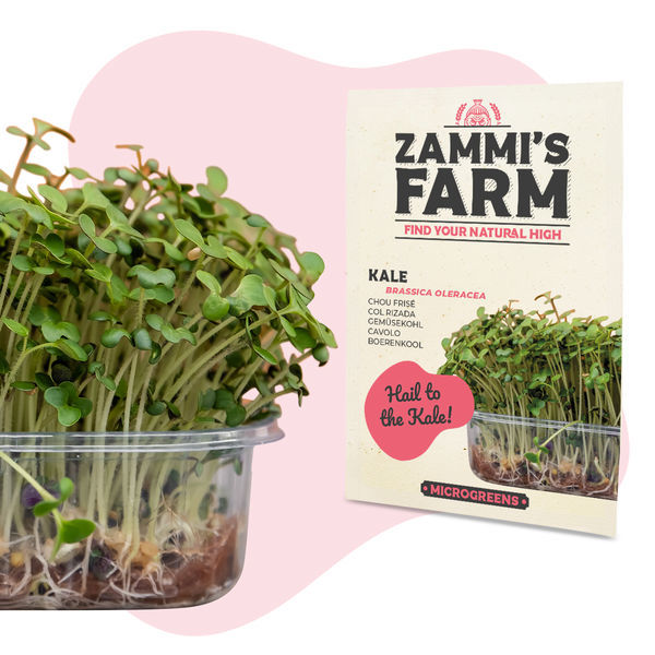 Mikrolistki jarmużu (Brassica oleracea) – nasiona