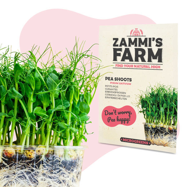 Nasiona mikrolistków – pędy grochu (Pisum sativum)