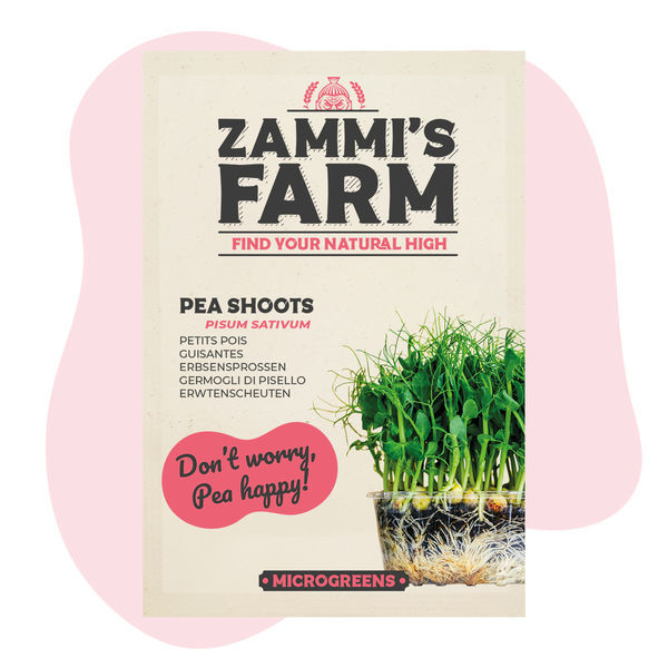 Nasiona mikrolistków – pędy grochu (Pisum sativum)