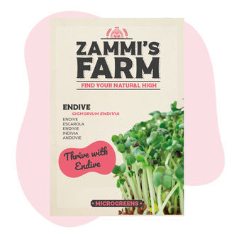 Nasiona mikroliści endywii (Cichorium endivia)