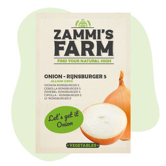 Cebula Rijnsburger 5 (Allium cepa) – nasiona