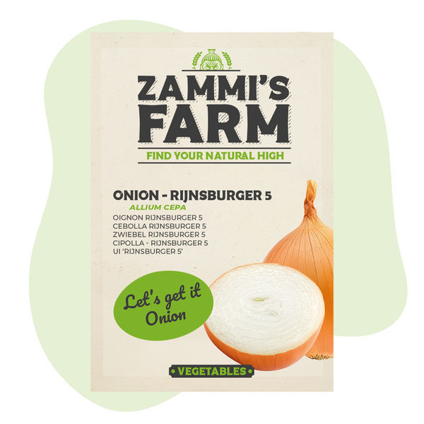 Cebula Rijnsburger 5 (Allium cepa) – nasiona