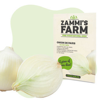 Nasiona cebuli De Paris (Allium cepa)