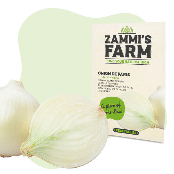 Nasiona cebuli De Paris (Allium cepa)