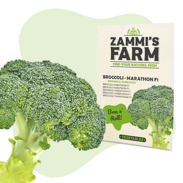 Nasiona brokułu Marathon F1 (Brassica oleracea)