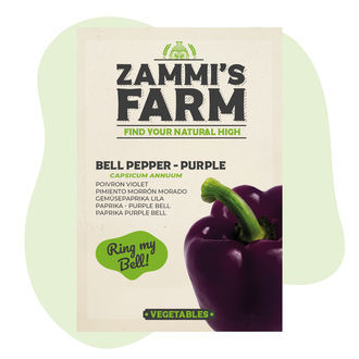 Nasiona papryki Purple Bell (Capsicum annuum)