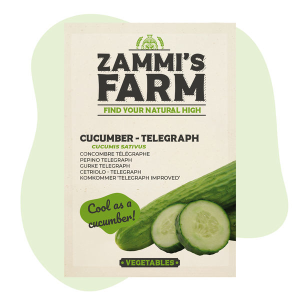 Nasiona ogórka Telegraph (Cucumis sativus)