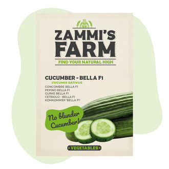 Ogórek Bella F1 (Cucumis sativus) – nasiona