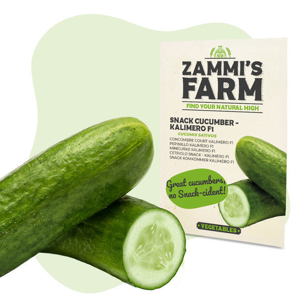 Nasiona ogórka przekąskowego Kalimero F1 (Cucumis sativus)