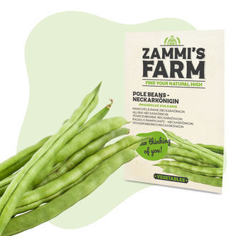 Fasola pnąca Neckarkönigin (Phaseolus vulgaris) – nasiona